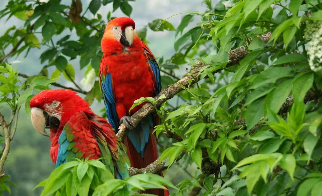 Colombia: A Land Bursting With Life – Second in Biodiversity, First in Beauty