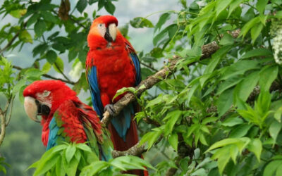 Colombia: A Land Bursting With Life – Second in Biodiversity, First in Beauty